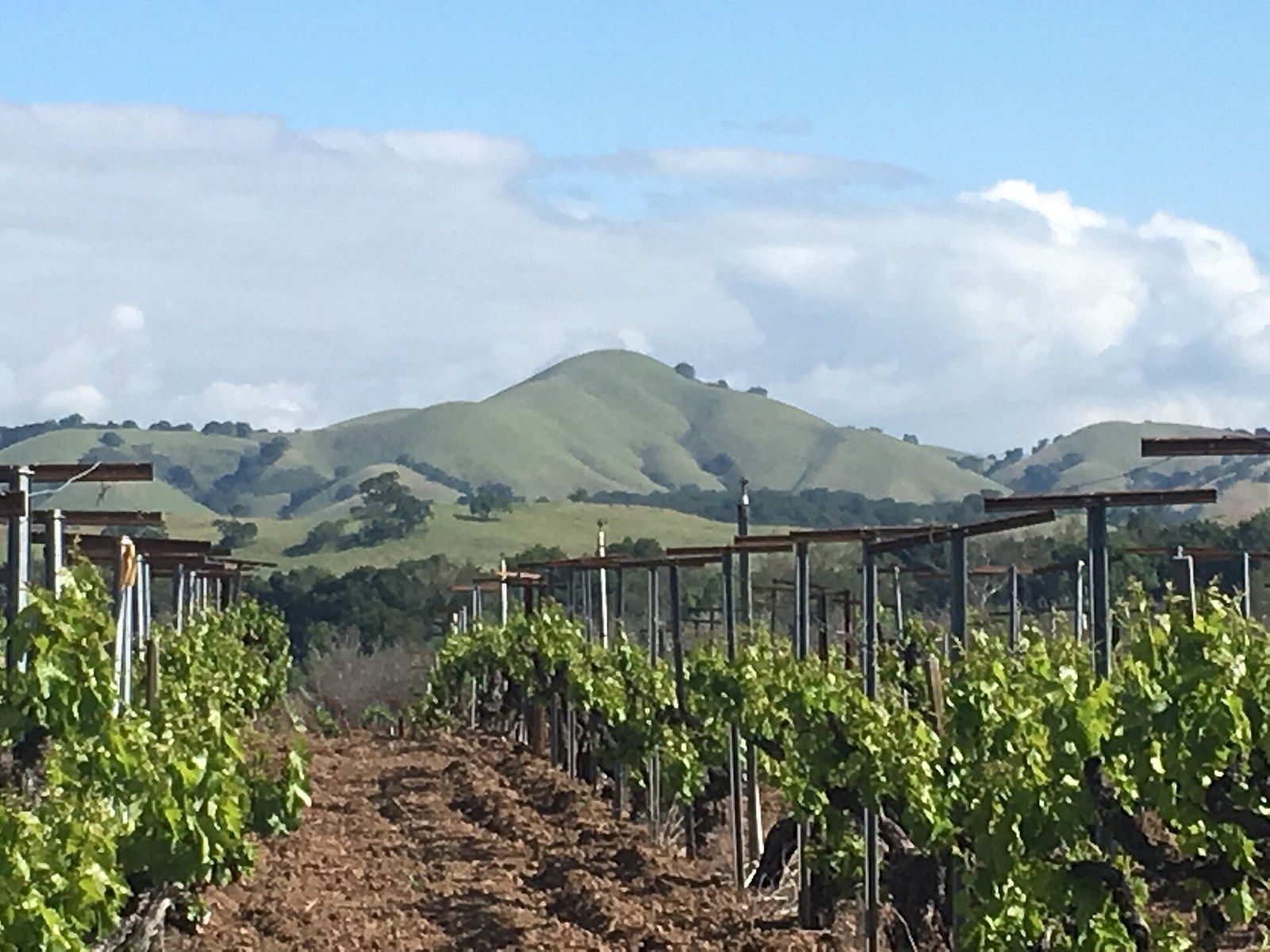 Vineyard rows below Lions Peak along Hecker Pass Highway near Gilroy