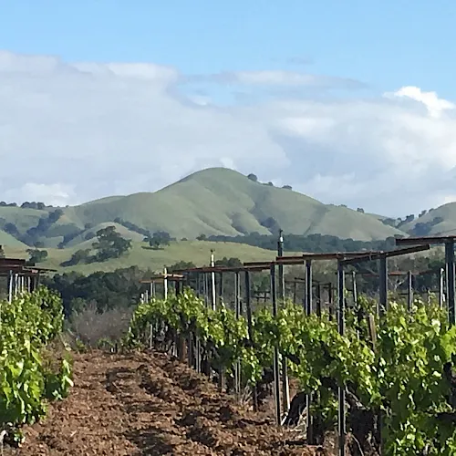 Vineyard rows below Lions Peak along Hecker Pass Highway near Gilroy