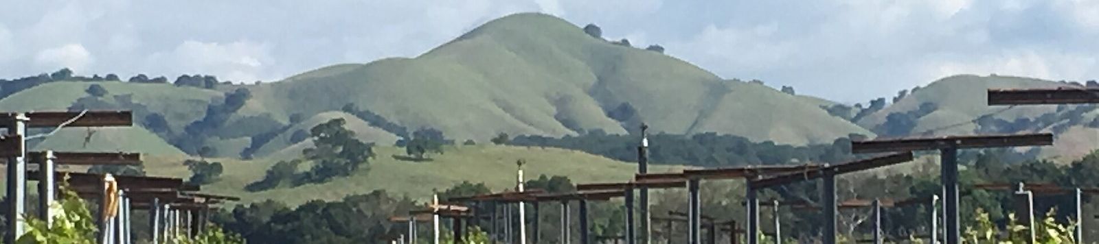Vineyard rows below Lions Peak along Hecker Pass Highway near Gilroy